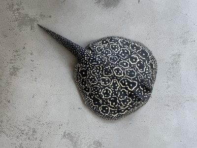 Nicolas Jullien - EAU DOUCE PERLEE ; Limewood and acrylic - +- 42 x 68 x 12 Cm - 2025